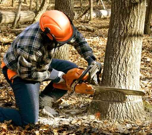 Tree Removal in Chidester, AR